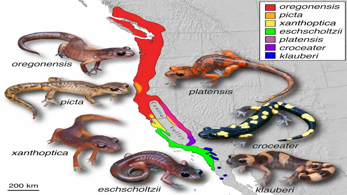 Map of California showing the ring-shaped geographic distribution of Ensatina salamander populations around the Central Valley, with labeled subspecies and representative images.