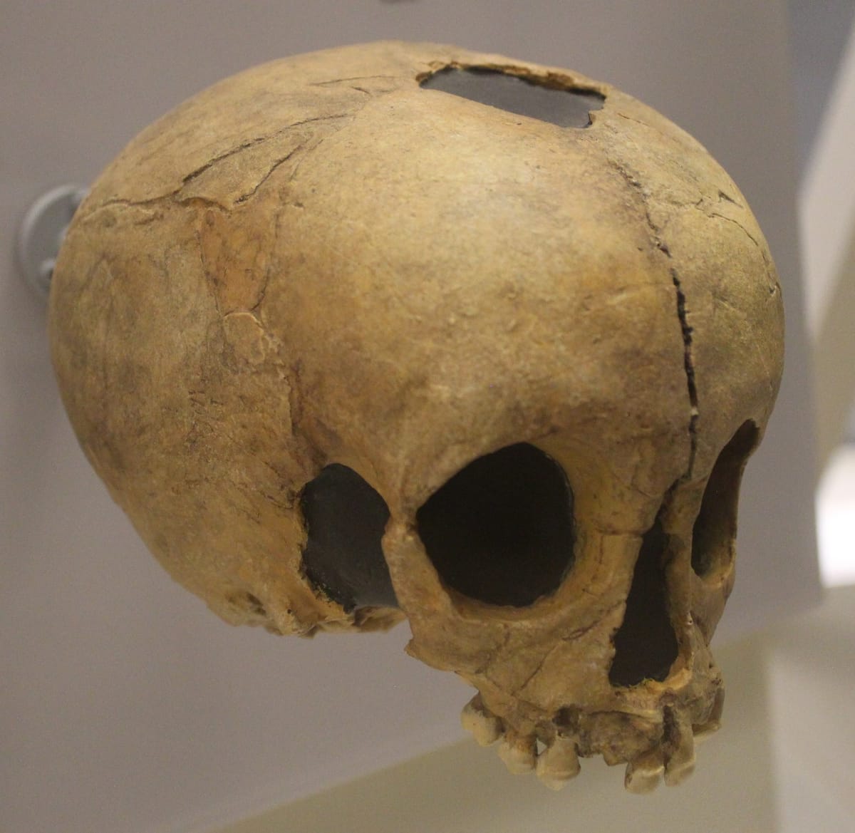 Everything You Always Wondered About Human Origins