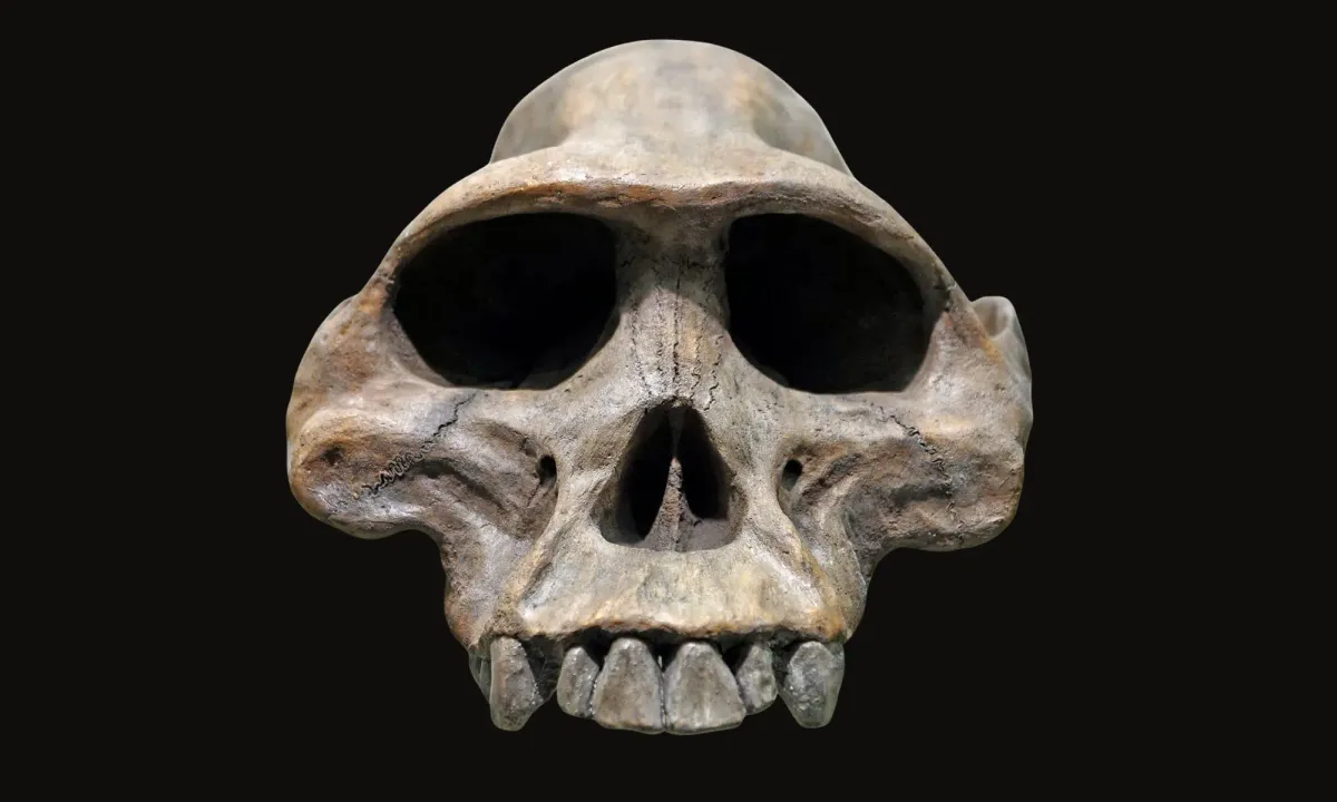 Frontal view of an early hominin fossil skull, highlighting anatomical features central to discussions of human evolution.